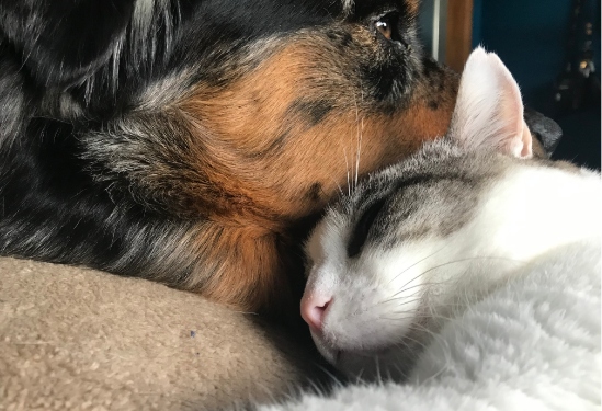 catdogsnuggle